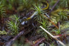 Ambystoma macrodactylum macrodactylum