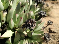 Machairophyllum bijliae