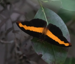 Catonephele mexicana