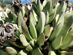 Machairophyllum bijliae