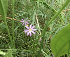 Sabatia dodecandra
