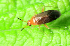 Rhinocapsus vanduzeei