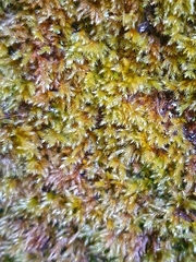 Sciuro-hypnum plumosum