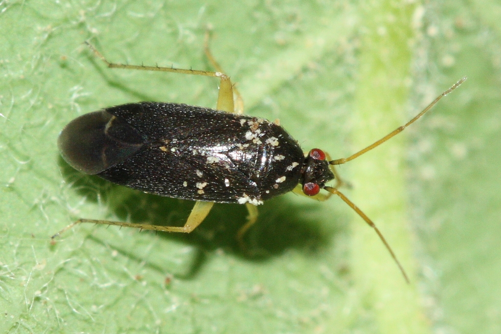 Plagiognathus longirostris