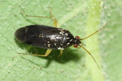 Plagiognathus longirostris