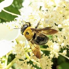 Xylocopa virginica