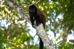 Sapajus robustus