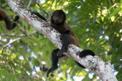 Sapajus robustus