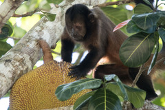 Sapajus robustus