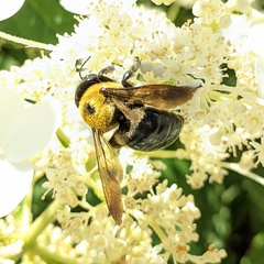 Xylocopa virginica