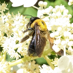 Xylocopa virginica