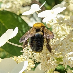 Xylocopa virginica