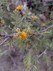 Vachellia caven