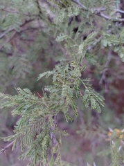 Vachellia caven