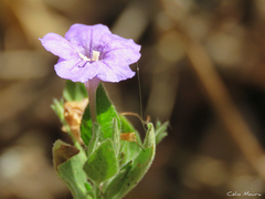 Ruellia paniculata
