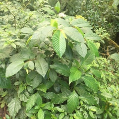Begonia cooperi