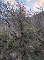 Vachellia caven