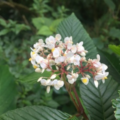 Begonia cooperi