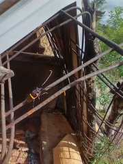 Trachyderes succinctus