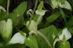 Saururus chinensis