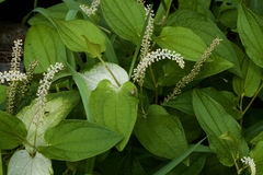 Saururus chinensis