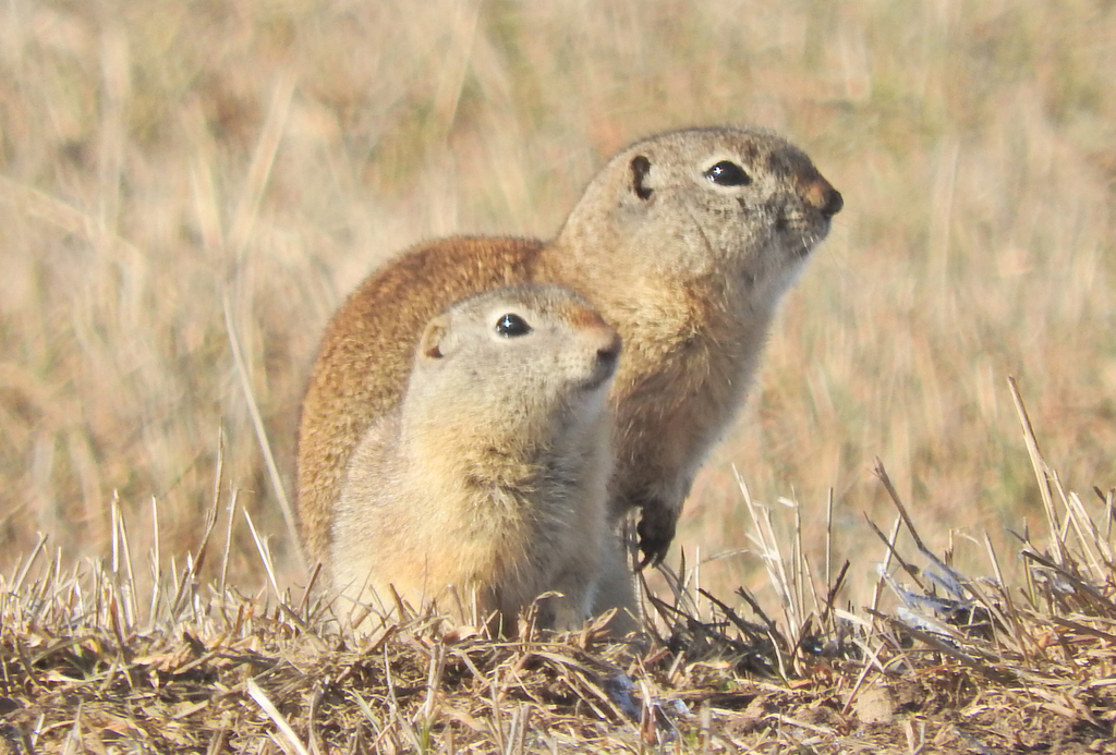 Wyoming Ground Squirrel (Wildlife of Eleven Mile State Park) · iNaturalist