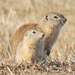 Wyoming Ground Squirrel - Photo (c) Tresa Moulton, some rights reserved (CC BY-NC), uploaded by Tresa Moulton