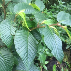 Begonia cooperi
