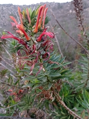 Lobelia excelsa