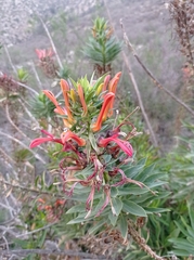Lobelia excelsa