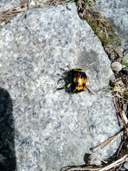 Nicrophorus vestigator