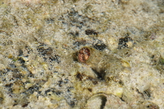 Thylacodes variabilis