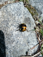 Nicrophorus vestigator
