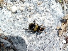 Nicrophorus vestigator