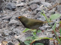 Tiaris olivaceus intermedius