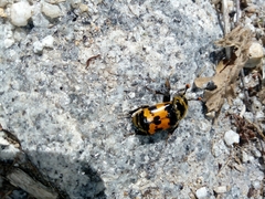 Nicrophorus vestigator