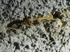 Saurodactylus brosseti