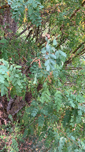Caragana arborescens, photographed by an iNaturalist contributor