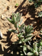 Trichodiadema orientale