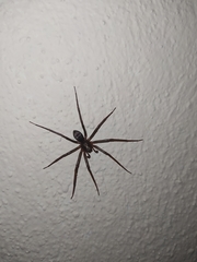 Sagana rutilans