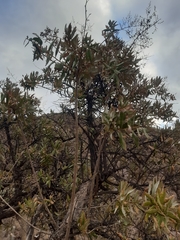 Spinoliva ilicifolia