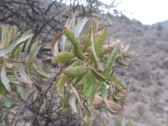 Spinoliva ilicifolia