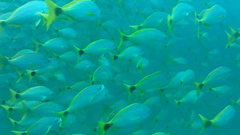 Haemulon steindachneri