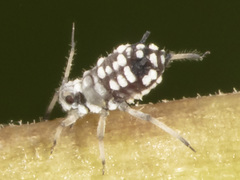Aphis maculatae