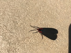 Ctenucha rubroscapus