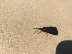 Ctenucha rubroscapus