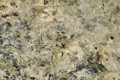 Thylacodes variabilis