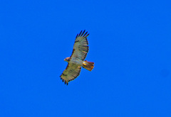 Buteo jamaicensis