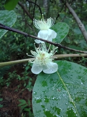 Psidium guajava image