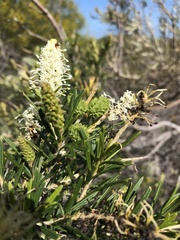 Grevillea trachytheca